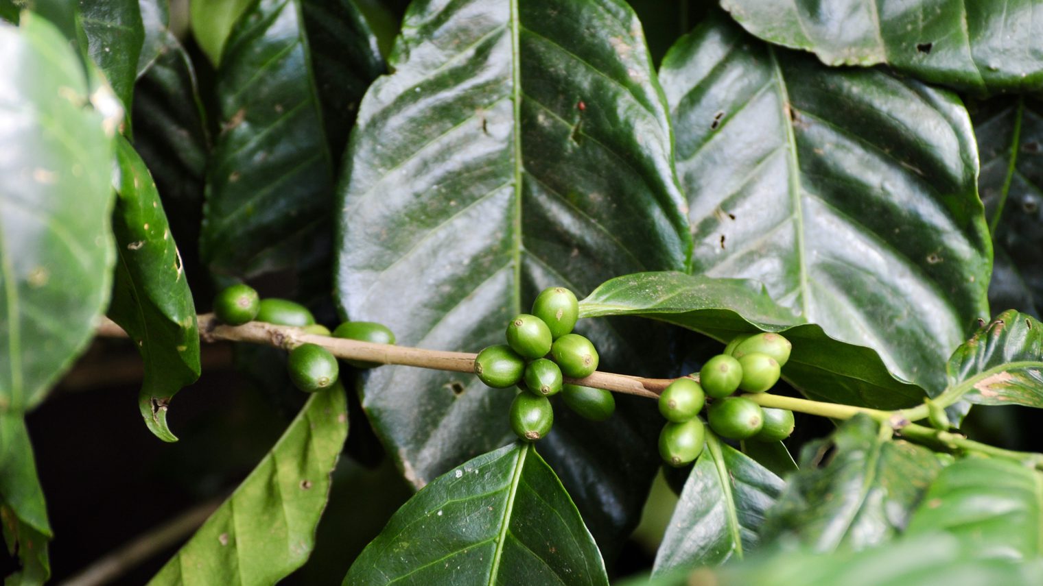 Monteverde